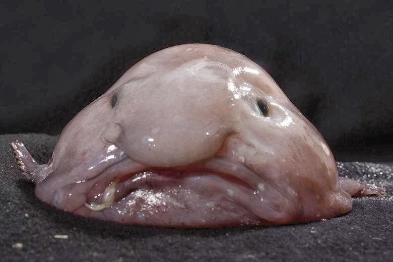 10 lelijkste dieren ooit - blobfish