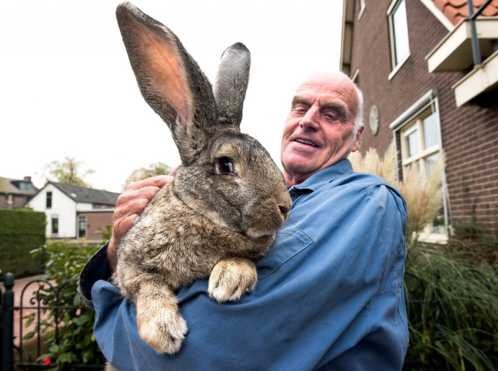 grootste konijnen Vlaamse reus