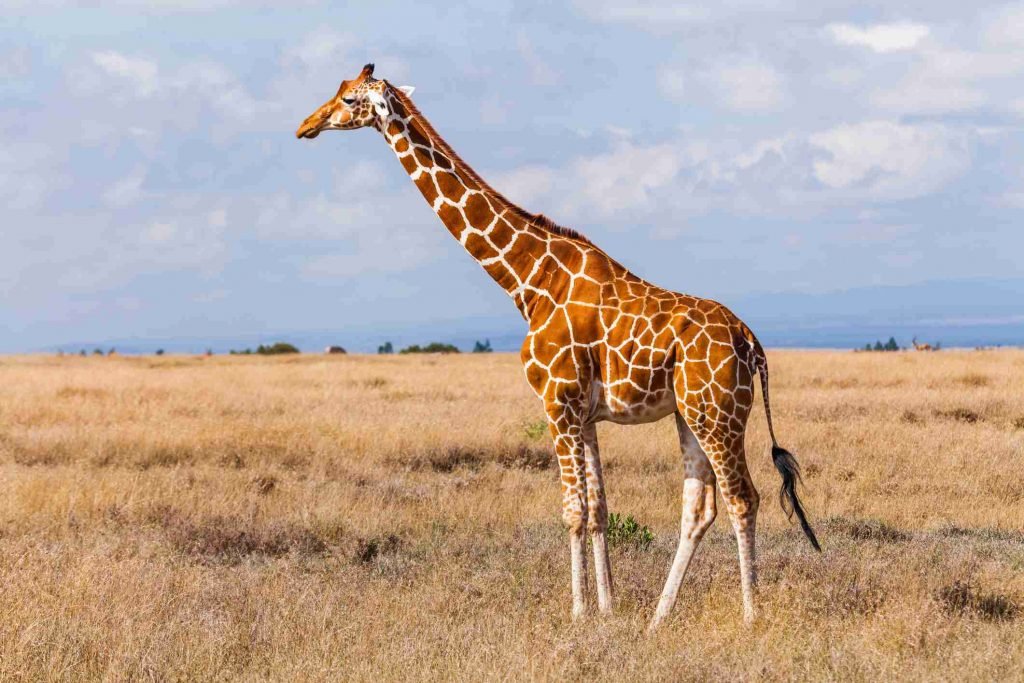 grootste land dieren giraf