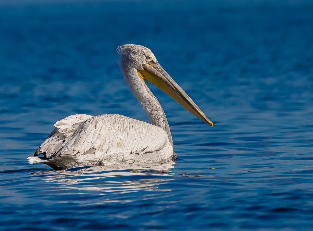 grootste vliegende vogel de Dalmatische pelikaan