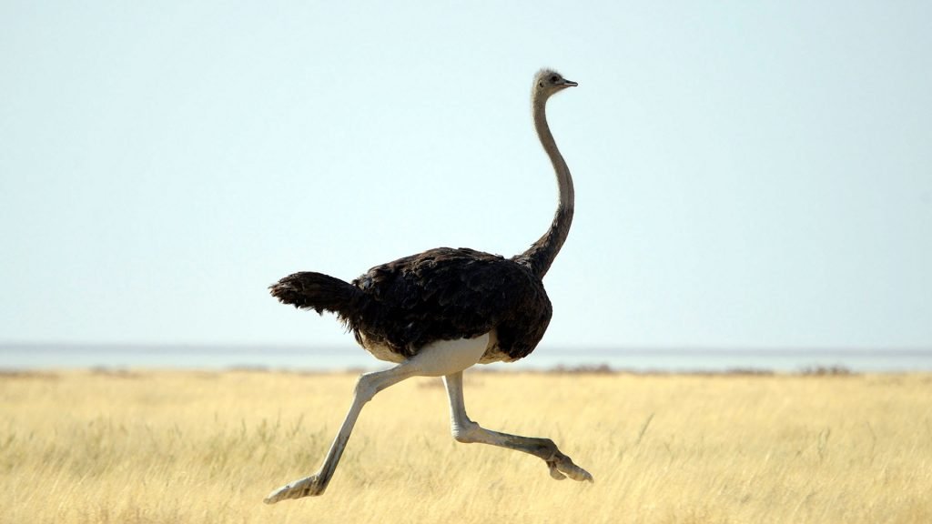 grootste vogel ter wereld de struisvogel