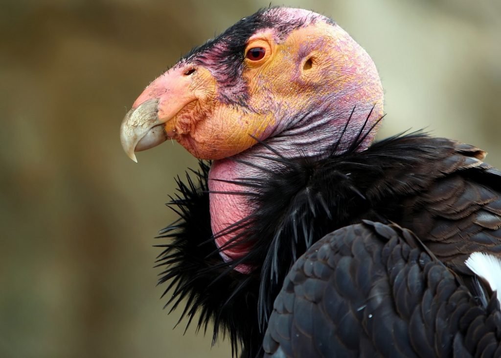 lelijke dieren - de californische condor