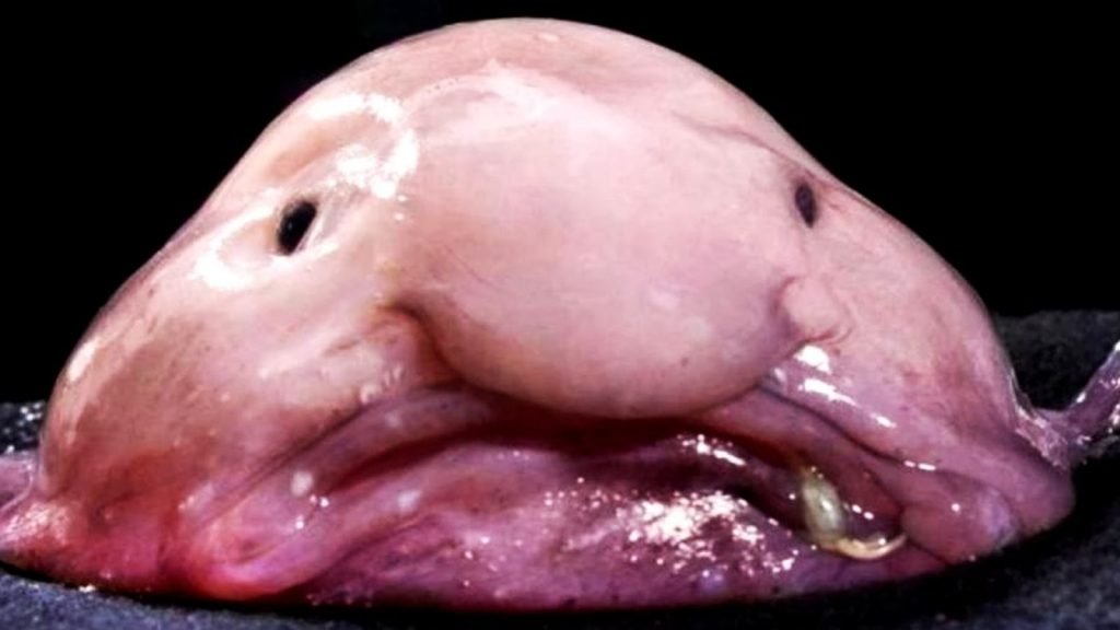 lelijkste dier ooit - de blobfish