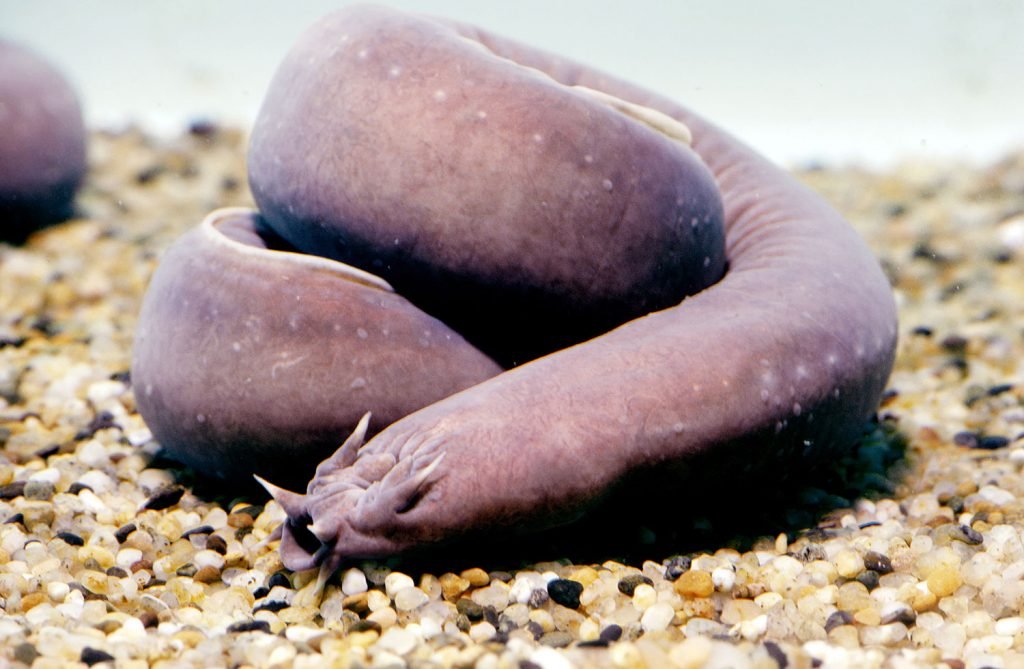 lelijkste dieren - de hagfish