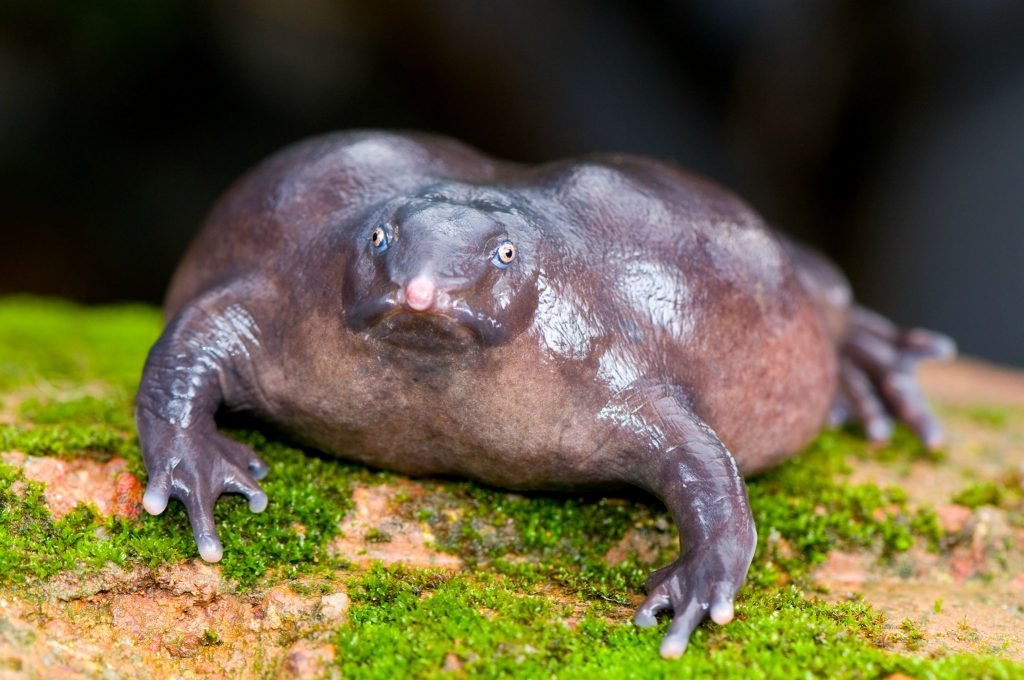 lelijkste dieren - purple frog
