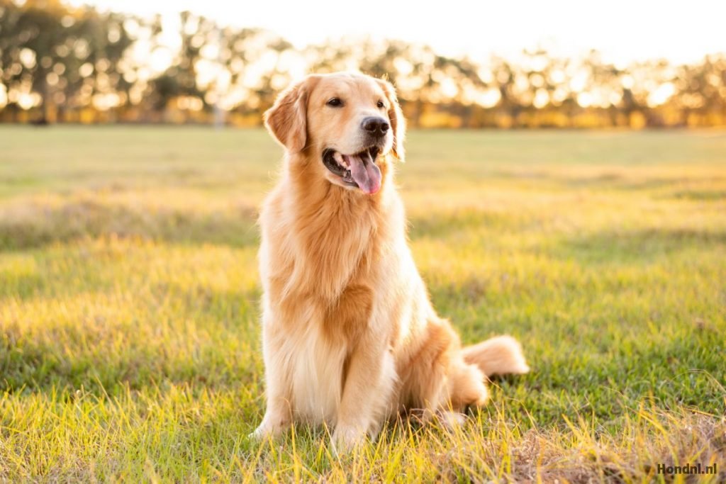 beste honden rassen Golden retriever