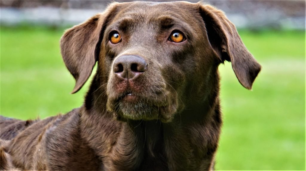 beste honden soorten Labrador retriever