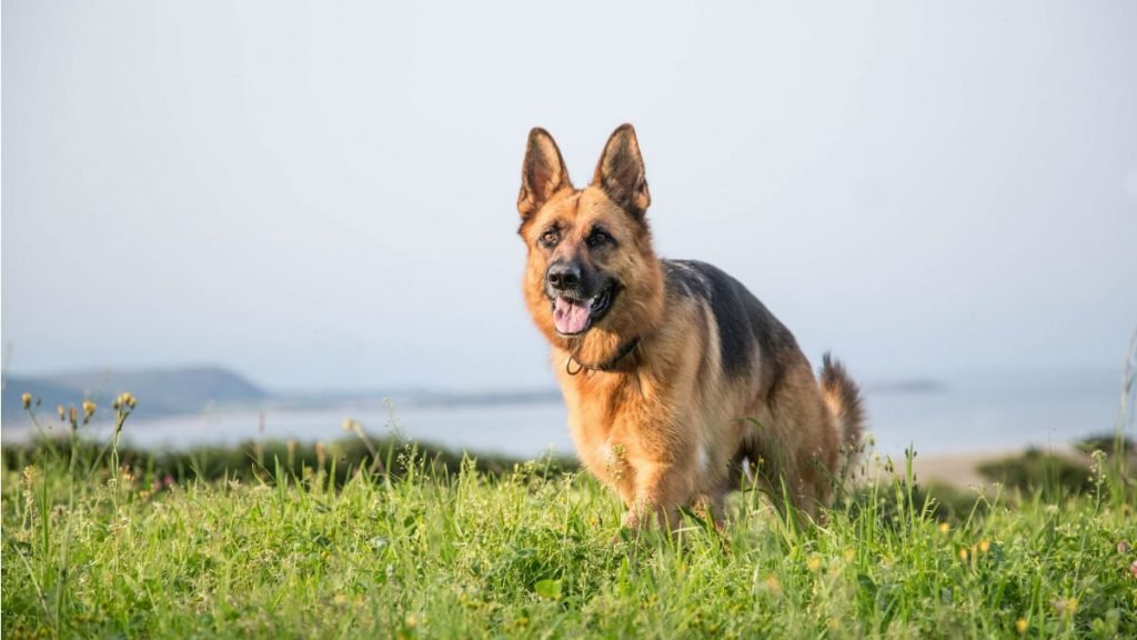 beste hondenrassen Duitse herder