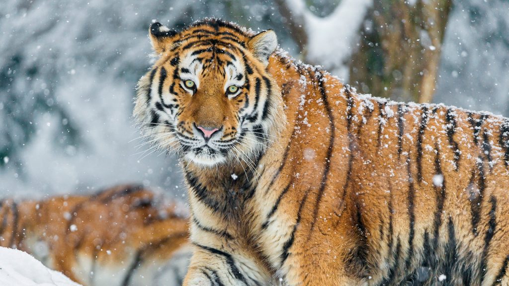 grootste katten de siberische tijger