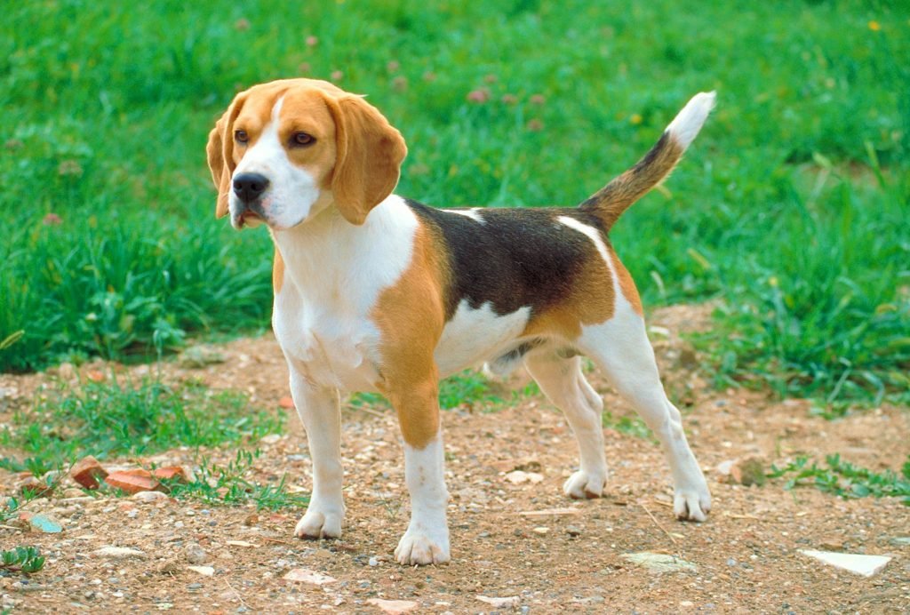 leukste hondenrassen Beagle