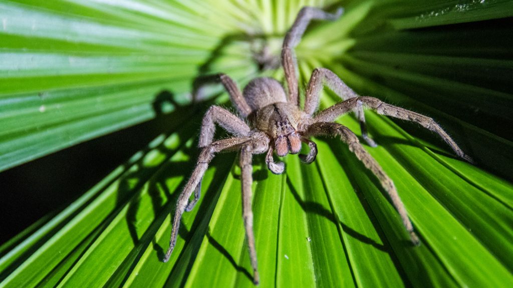 meest angstaanjagende dieren spinnen