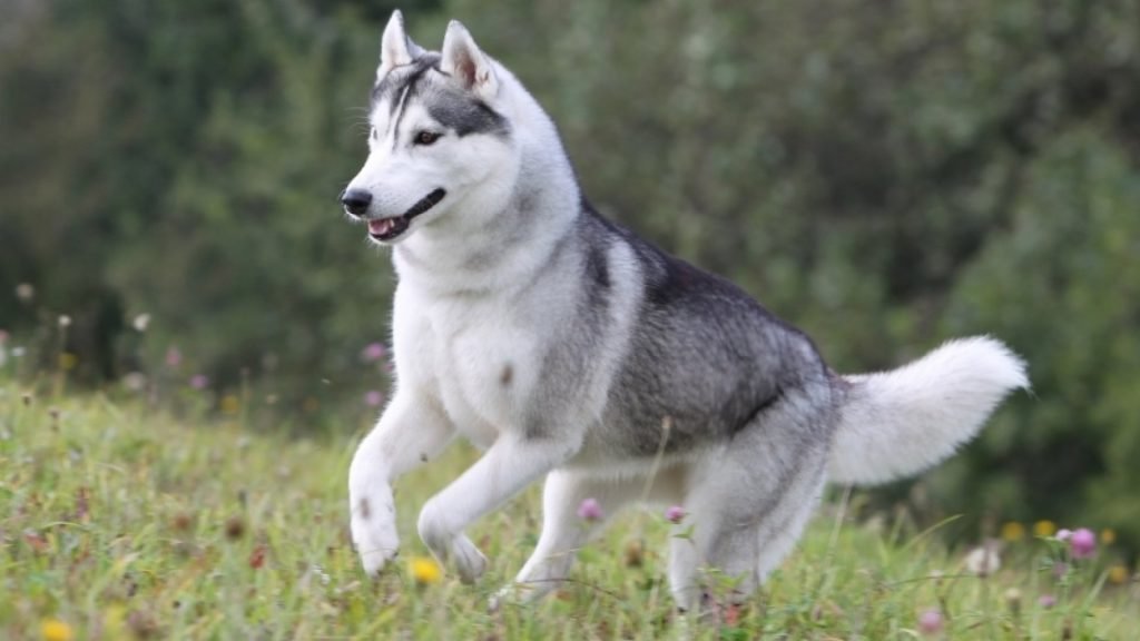 mooiste hondenrassen Siberische husky