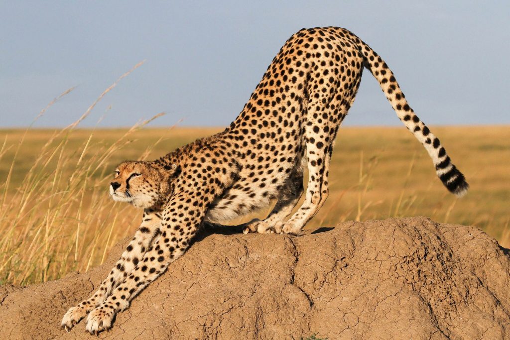 populairste katten de cheetah of jachtluipaard