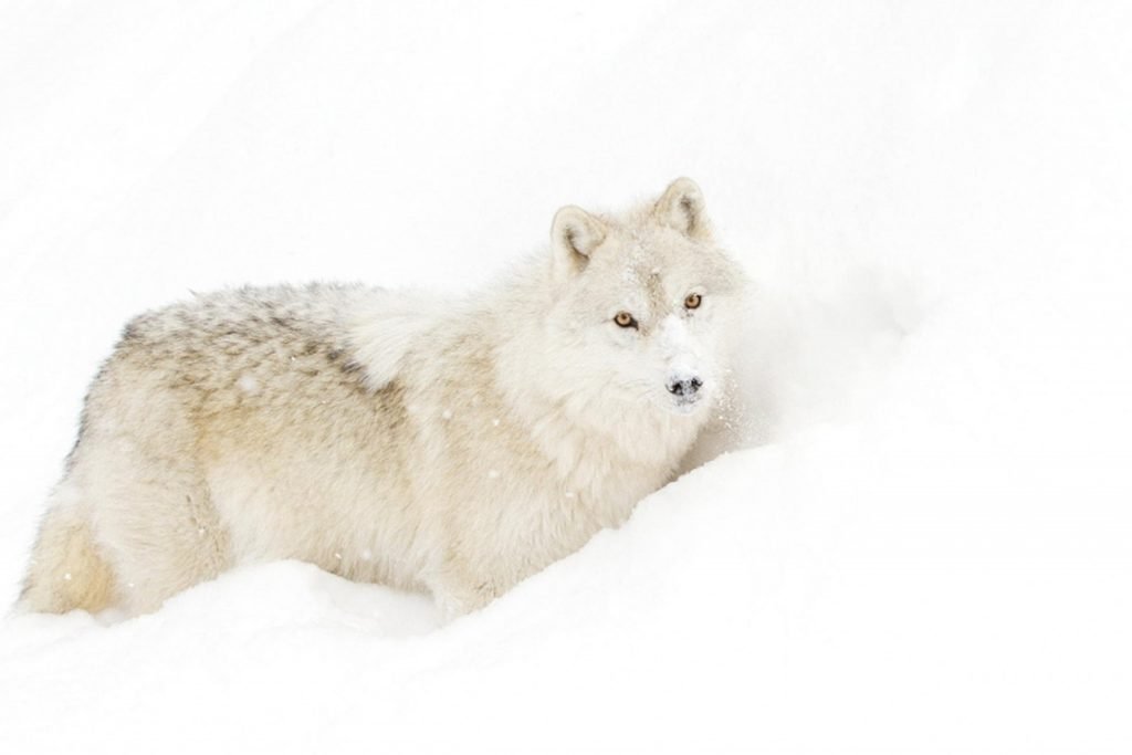mooiste dieren de poolwolf