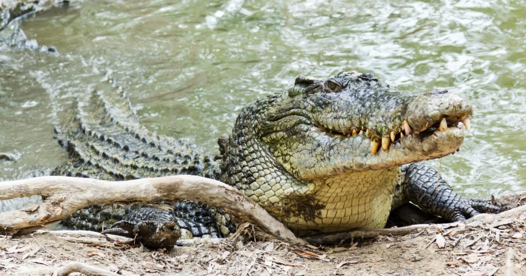gevaarlijkste dieren voor de mens de Zoutwaterkrokodil