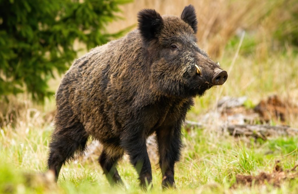 gevaarlijkste en aggresiefste dieren het wild zwijn