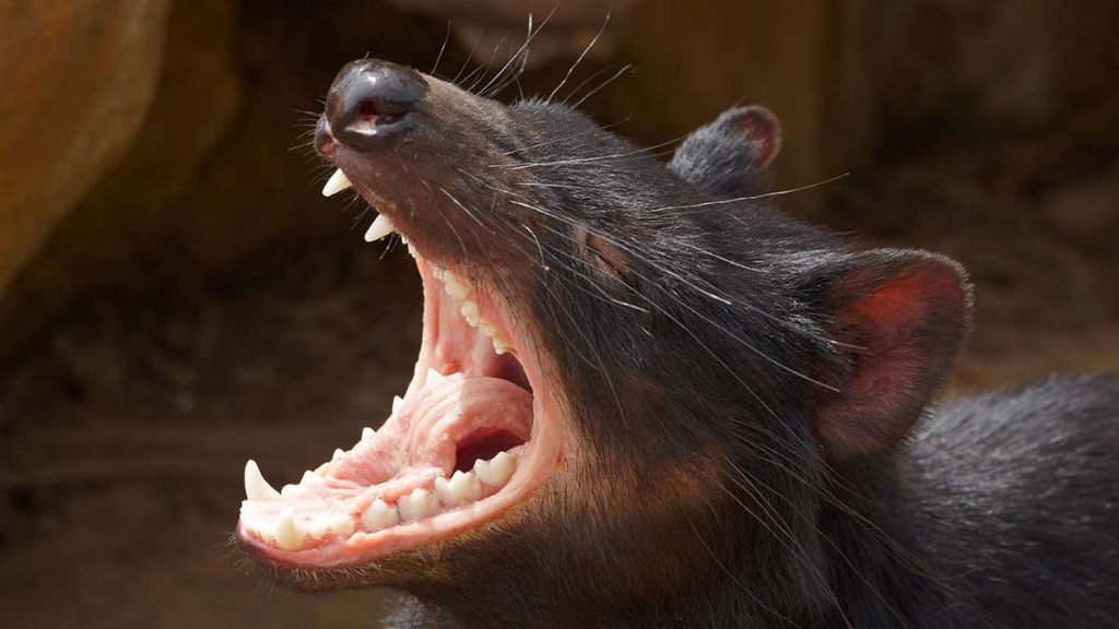 gevaarlijkste en meest agressieve dieren de Tasmaanse duivel