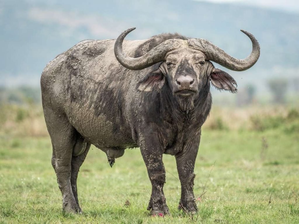 gevaarlijkste en meest agressieve diersoorten Kaapse Buffel