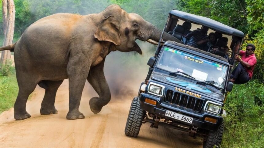 grootste en meest agressieve dieren grootste en agressiefste dieren olifant