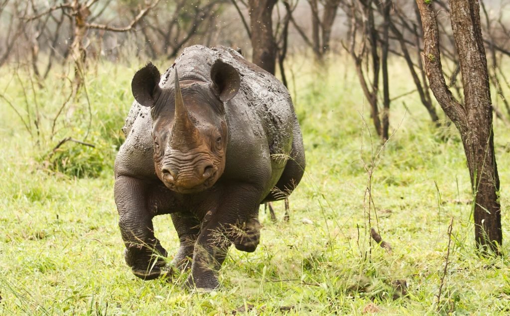 meest agressieve en gevaarlijke dieren De Neushoorn