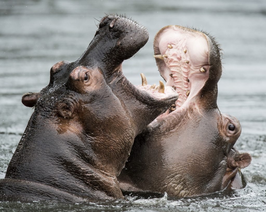 meest gevaarlijke en agressieve dieren het nijlpaard