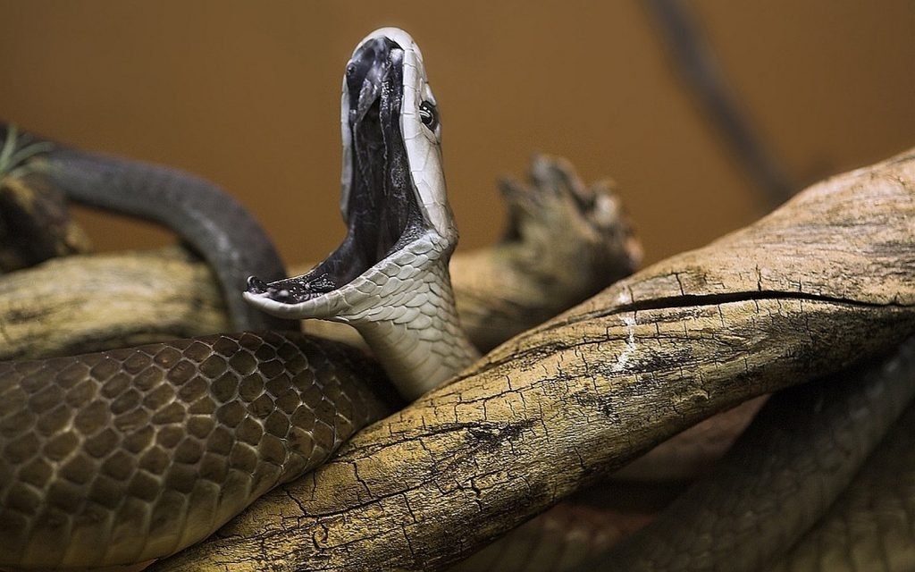 meest giftige en gevaarlijke slangen Zwarte mamba