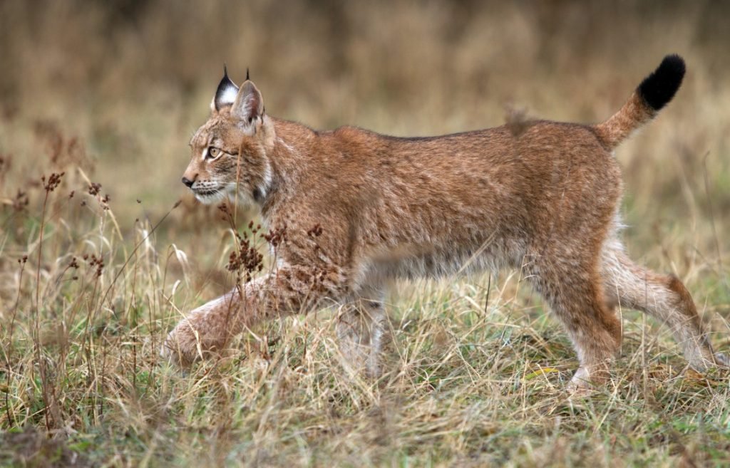 mooiste dieren de lynx