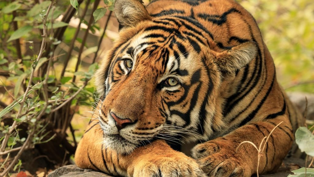 mooiste dieren en diersoorten de tijger