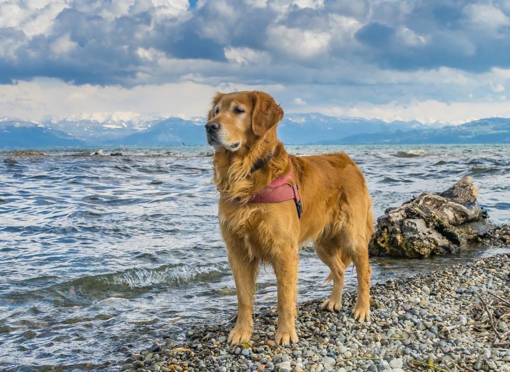 mooiste dieren honden