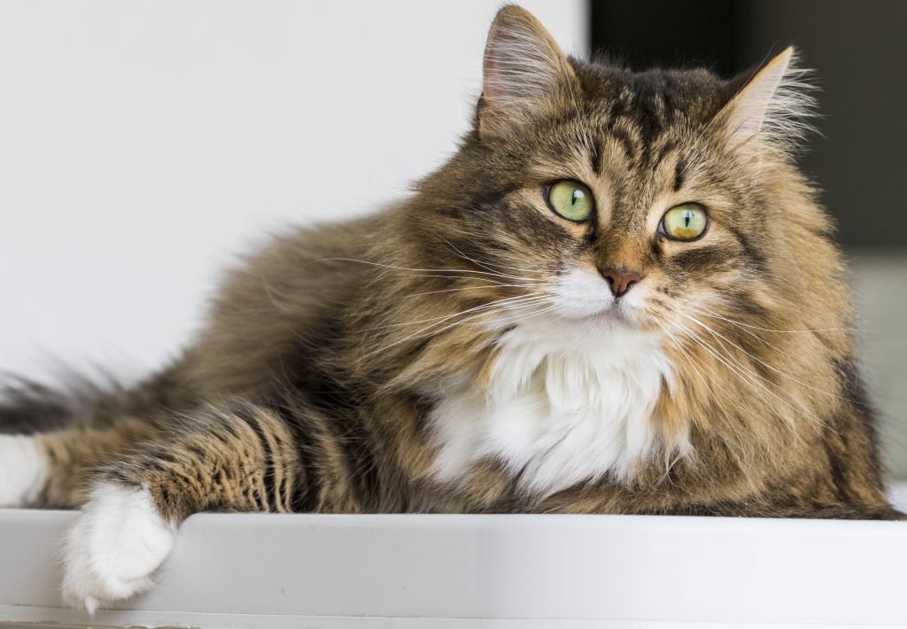 mooiste dieren katten