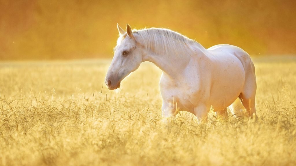 mooiste dieren op aarde paarden