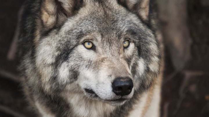 mooiste dieren ter wereld - de wolf