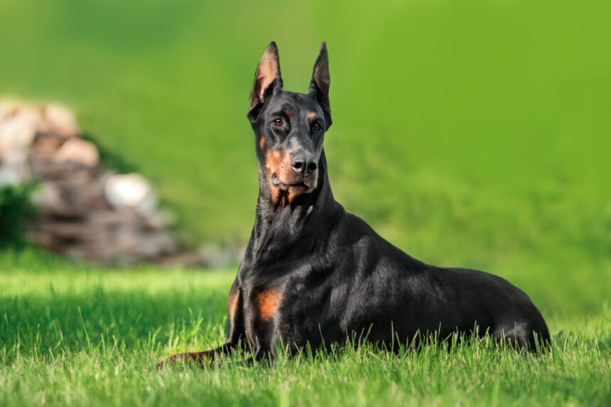 Dobermann Pinscher