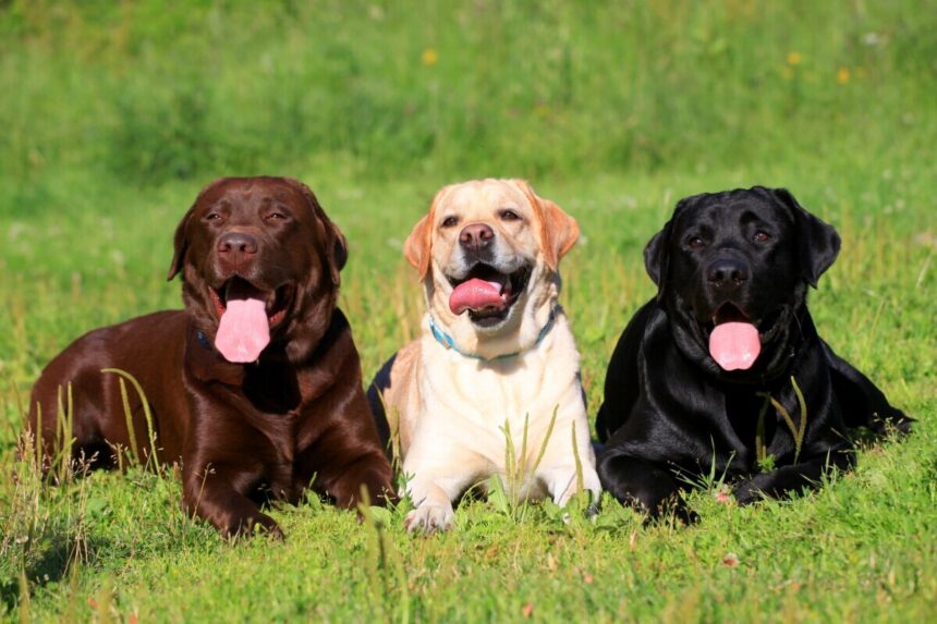 Labrador retriever