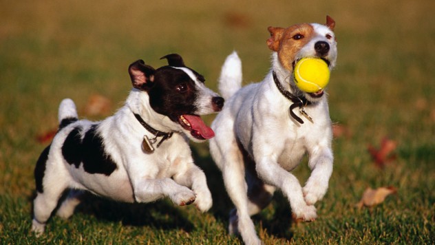 Levensduur honden