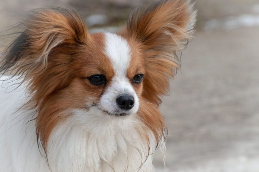 Papillon