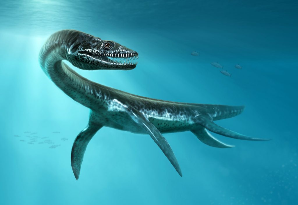 Plesiosaurus