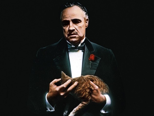 De Godfather met kat