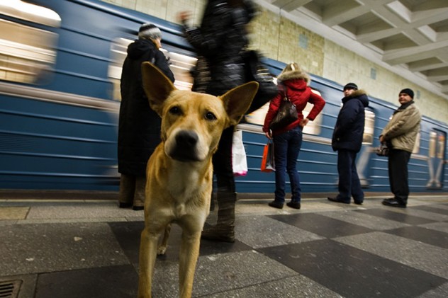 Zwerfhonden in Moskou