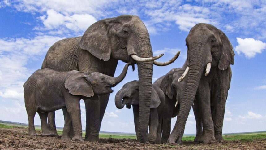 afrikaanse olifanten langst levende dieren