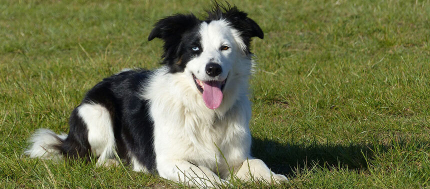 border collie