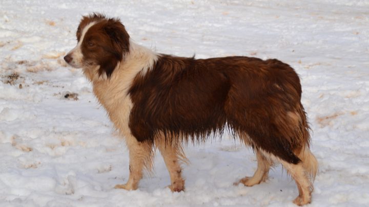 bordercollie