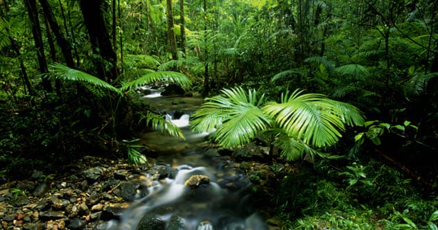 daintree regenwoud ramp