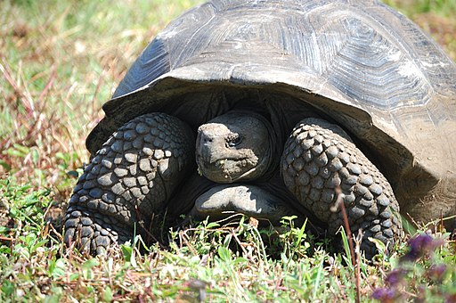 galapagos reuzenschildpad oudste dieren