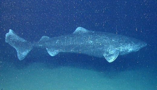 groenlandse haai oudste diersoorten