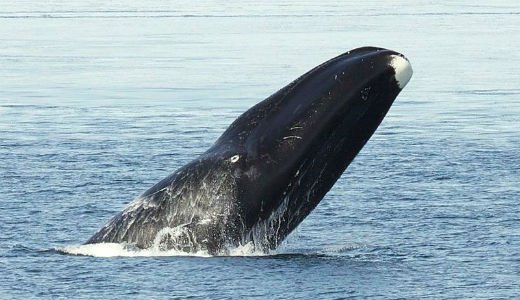 groenlandse walvis langst levende dieren