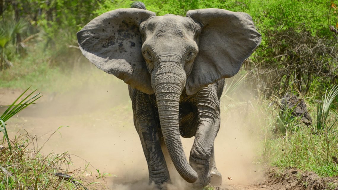 langst levende dieren olifanten