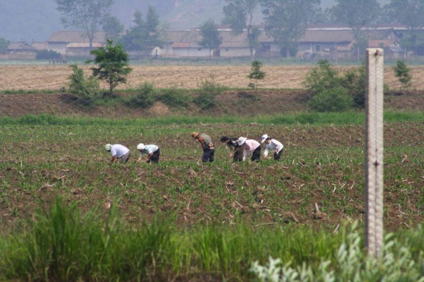 noord koreaanse velden en boeren