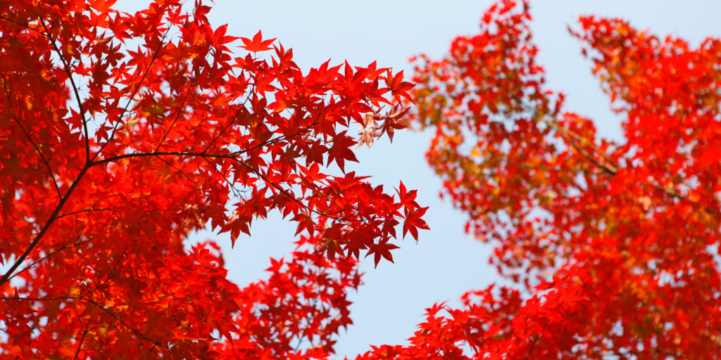 de kleur rood