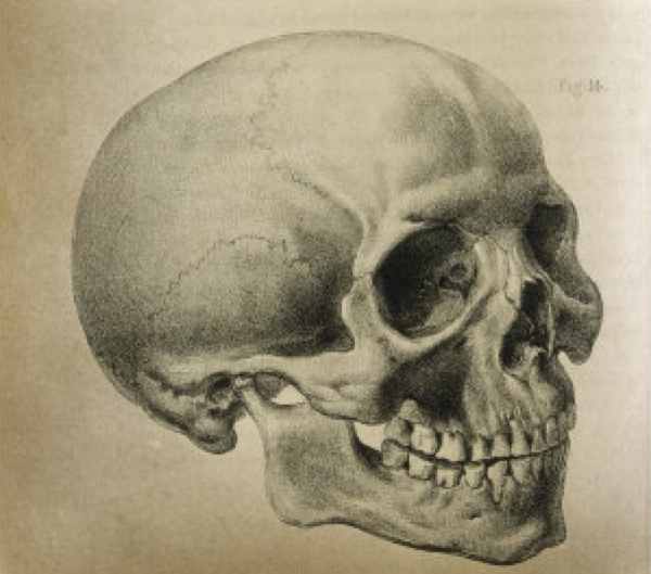 menselijke schedel en menselijke evolutie
